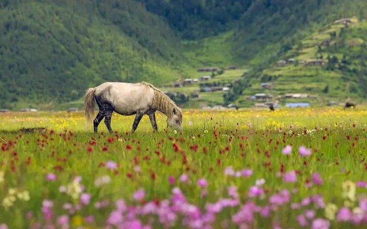 Dhorpatan Hunting Reserve Trek 12N 13D – Nepal’s Ultimate Wildlife & Camping Adventure