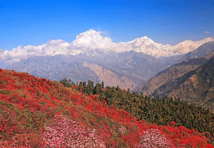 Mohare Danda Eco Trek – 11 Days Hidden Annapurna Adventure